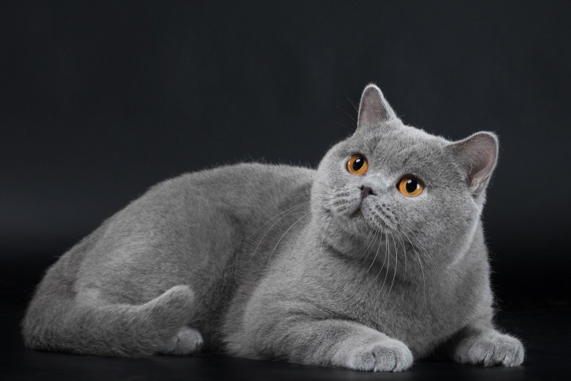 British Shorthair - Just Enjoy - Biscuit Cat's F-Philips Fashion (Philips)