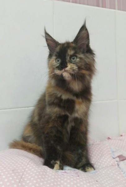 Maine Coon - VAAL GAT - Honey VAAL CAT (IMG-20180104-WA0003_1)