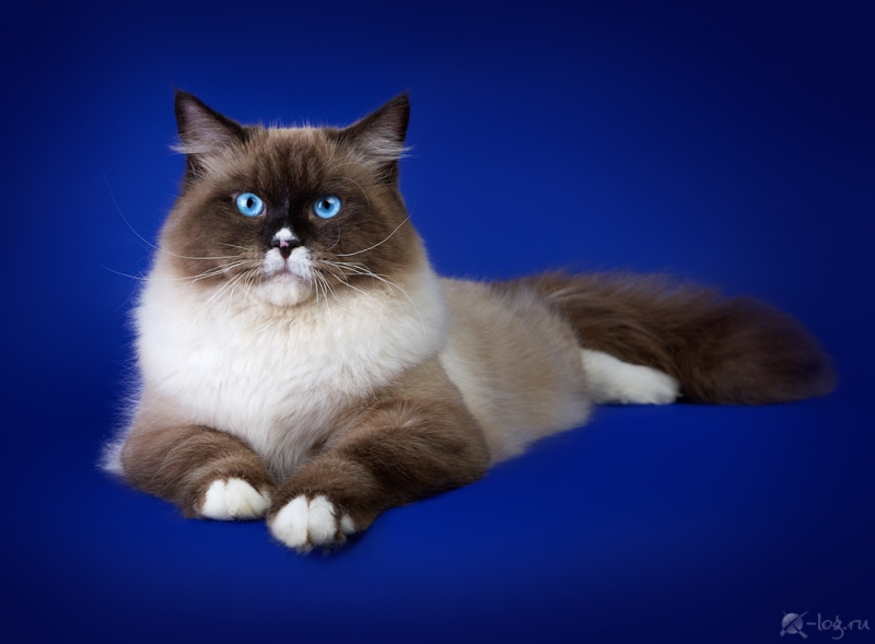 Siberian cat - Nevaneko - Lebowski View Angel (S12A5772) (delete)