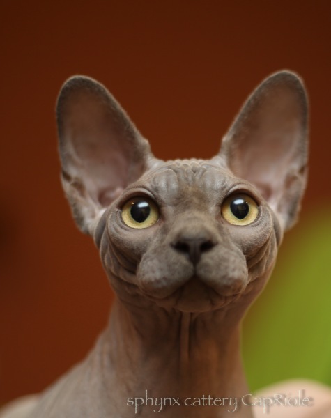 Sphynx cat - CapRiole - Bastet-Max Uno (5F2B3148)