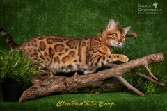Bengal cat - CleoBenKs Corporation - CleoBenKs Corporation ELIOT GOLDEN SHINE (bXLB2Zl2Ei4)