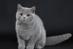 British Shorthair - Just Enjoy - Just Enjoy Bohemian Rhapsody (Bohemian-Rhapsody-1600x1200)