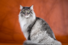 Norwegian Forest cat - Fashion Peak - Cousteau on Fashion Peak (3897)