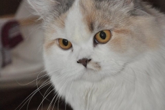 Scottish Straight cat - Purpur - Лефори Де Нинель Бусинка (0_b5c1a_d7af569e_orig)