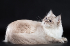 Siberian cat - Nevaneko - Принцесса из Лукоморья (AAM_2298)