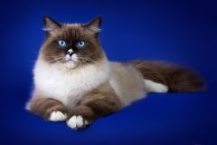 Siberian cat - Nevaneko - Lebowski View Angel (S12A5772) (delete)