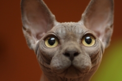 Sphynx cat - CapRiole - Bastet-Max Uno (5F2B3148)
