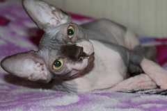 Sphynx cat - Vilia Prano - Elisa-Dushku (IMG_20171206_214908_0)