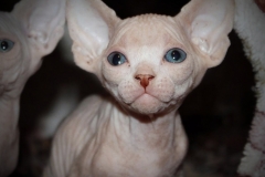 Sphynx cat - Vilia prano - Vilia prano duglas (BeautyPlus_20180102161634_save)