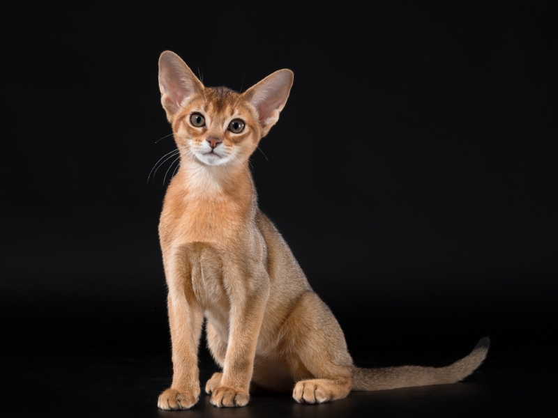 Abyssinian cat - Vita tesoro - Naomi of Vita tesoro (9210)