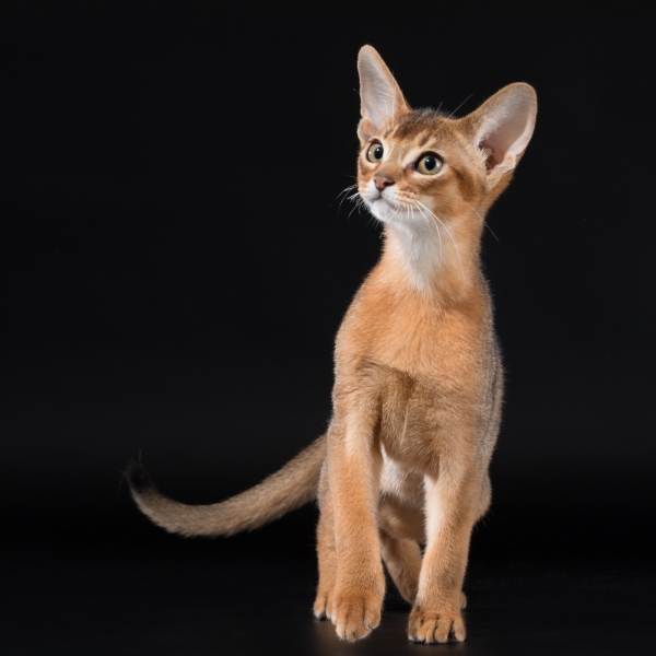 Abyssinian cat - Vita tesoro - Nectarine elf of Vita tesoro (9248)