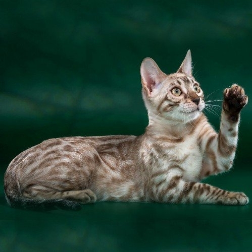Bengal cat - RossChant - Sol Royals Sakura from Chocolate (1_ibe_499x500_1x)