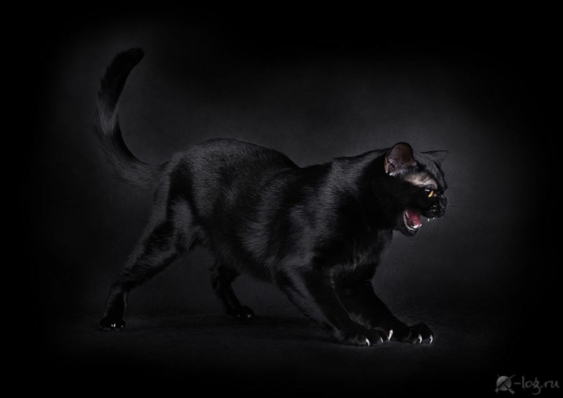Bombay cat - BlackLabel-s - Arkanzas Dream Boy of Sweet Life (5BA2D670-DD8E-49B5-B319-13D8A481CAB0)