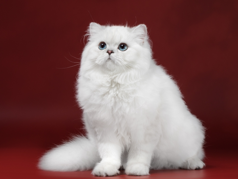 British Longhair - KisPerCarus - Сleopatra KisPerCarus (2981_internet)