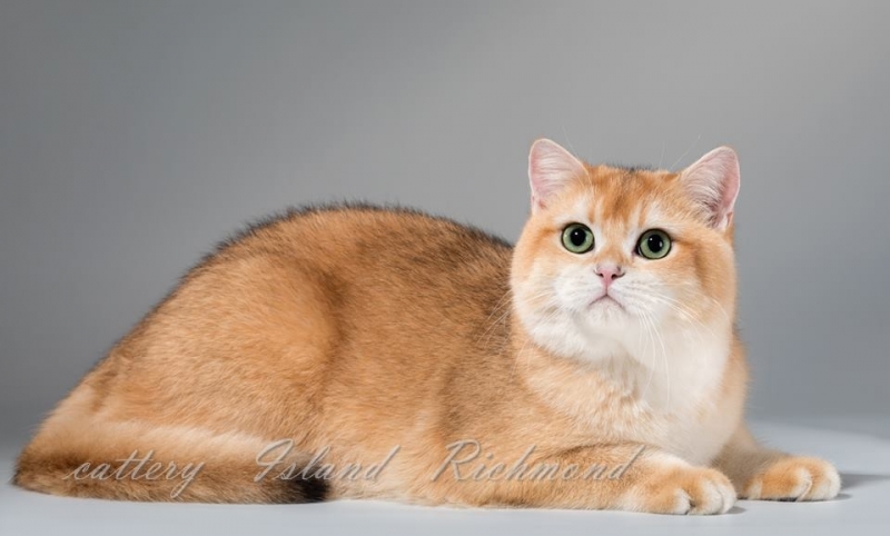 British Shorthair - Island Richmond - Island Richmond golden MICHELLE (23718131_1704402956300796_1869081207_n)