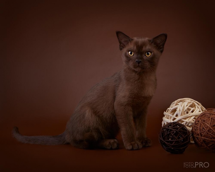 Burmese cat - Burmagesty - Burmagesty Baks (30771752_1590138237720938_1140216564_o)