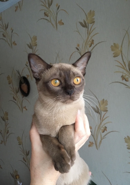 Burmese cat - Burmagesty - Burmaleus Cleopatra (30771581_1590133587721403_476441942_o)