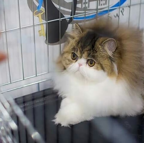 Exotic Shorthair - SiberiaCzar - SiberiaCzar Sweet Berry (IMG_20180309_123340_290)
