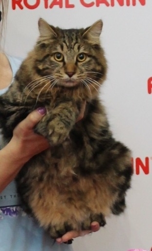 Kurilian Bobtail - Hedvesh - Umka Hedvesh (IMG_8154)