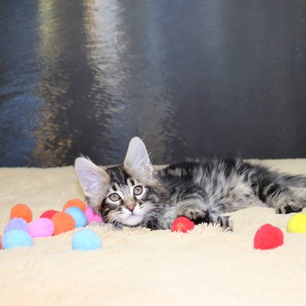 Maine Coon - Grand Calipso - Apollo Grand Calipso (IMG_20180216_075500_783)