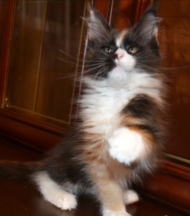 Maine Coon - Grand Calipso - Olisia Tailed mom (20180115_164937)