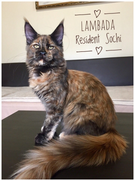 Maine Coon - Resident Sochi - Lambada Resident Sochi (Bb3riHaUaQc)