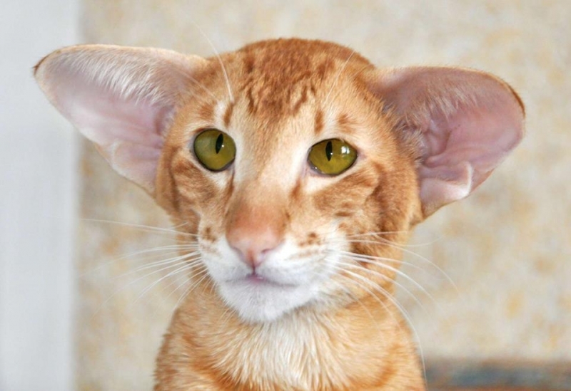 Oriental Shorthair - Chrysolie - ChatNoir Marshmellow (30710179_742935705914464_2782110863220277248_n)