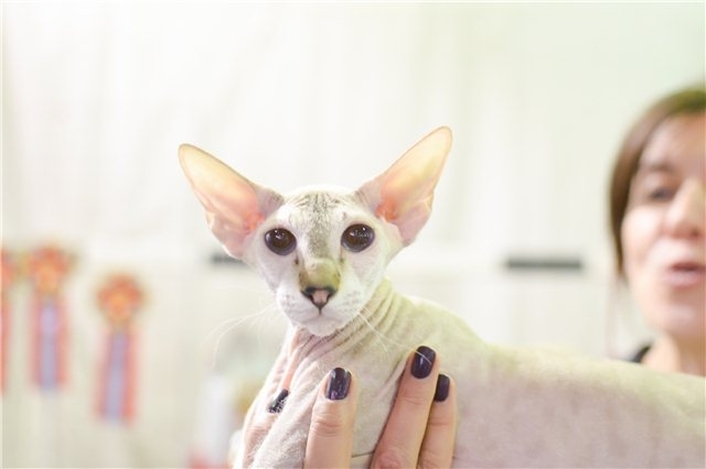 Peterbald - Country Desiree - Galateya Country Desir (IMG_4018)