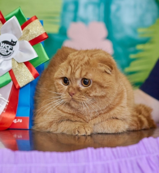 Scottish Fold - Albi Que - Dastin House Umnichka (unnamed-file)