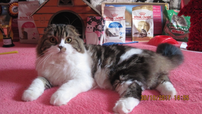 Scottish Fold Longhair - El-Bazilio - El-Bazilio Cazanova (IMG_9824)