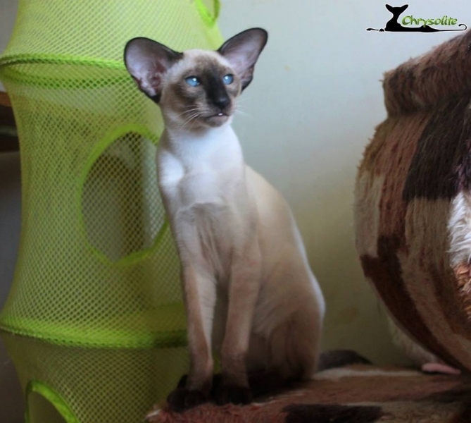Siamese cat - Chrysolie - Golden Gryphon Obez-yanka (16711808_1512576358783213_765851078802899715_n)