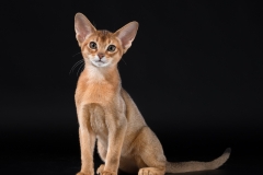 Abyssinian cat - Vita tesoro - Naomi of Vita tesoro (9210)
