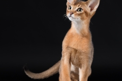 Abyssinian cat - Vita tesoro - Nectarine elf of Vita tesoro (9248)