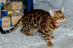 Bengal cat - Заводчик Аксютина Ирина - BAIKALBENGALS DAKER (image)