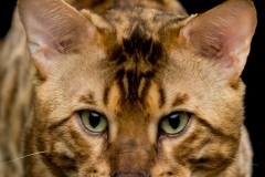 Bengal cat - RossChant - Manglar Zooey (7)