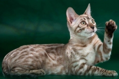 Bengal cat - RossChant - Sol Royals Sakura from Chocolate (1_ibe_499x500_1x)