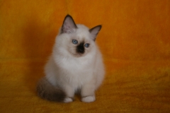Birman (Sacred Cat of Burma) - Charming Point - Daniella Charming point (IMG_8811)