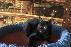 Bombay cat - BlackLabel-s - BlackLabel-s Uma-Magic (DC2F5FDE-90A4-4C06-89DC-37943EDB5D09)