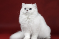 British Longhair - KisPerCarus - Сleopatra KisPerCarus (2981_internet)