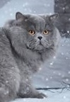 British Longhair - My Rover - Byron Douglas Rover Cat (cjrh)