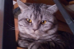 British Shorthair - - Айрис Марс Томас (IMG_20170212_173220)