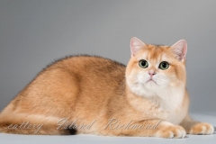 British Shorthair - Island Richmond - Island Richmond golden MICHELLE (23718131_1704402956300796_1869081207_n)