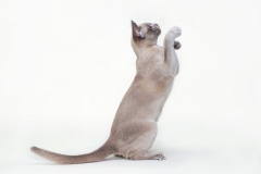 Burmese cat - Burmagesty - Burmagesty Sandra (IMG_0377web)