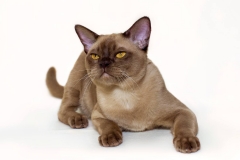 Burmese cat - Burmagesty - Burmagesty Tiger (21728930_1473059822739709_7675866899748374639_o)