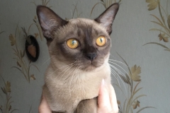 Burmese cat - Burmagesty - Burmaleus Cleopatra (30771581_1590133587721403_476441942_o)
