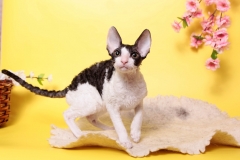 Cornish Rex - Yasniye-Ochi - Love Wave Electra (unnamed-file)