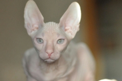 Donskoy cat - Kleopatra-s Shadow - Nezhdanchik Magic Leksy (image-0-02-04)