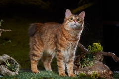 Kurilian Bobtail - GOLDEN TWINKLE - Lindor Siberian Expanse (Lindor-Siberian-Expanse)