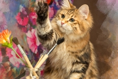 Kurilian Bobtail - GOLDEN TWINKLE - Pandora Shonbob-s (unnamed-file)