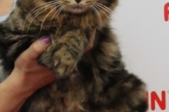 Kurilian Bobtail - Hedvesh - Umka Hedvesh (IMG_8154)